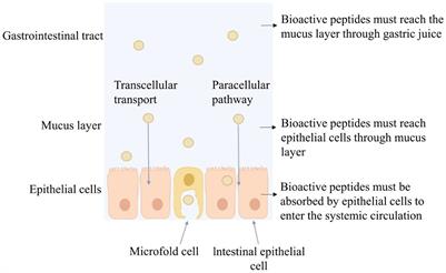 Nanocarrier system: An emerging strategy for bioactive peptide delivery